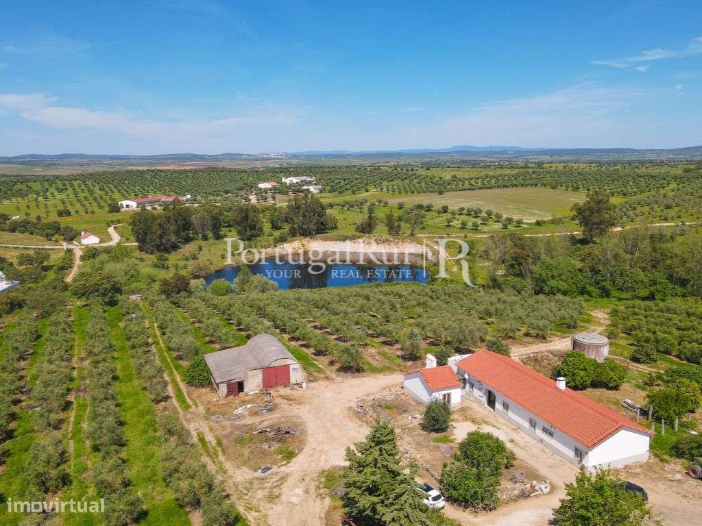 Herdade com 38 hectares com Olival em Produção com 2 Moradias - Grande imagem: 3/17