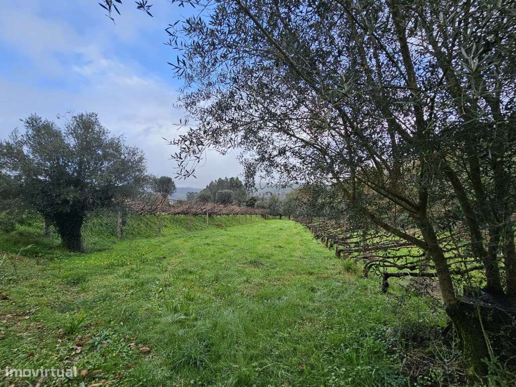 Terreno com 2372 m² | Calheiros, Ponte de Lima-3