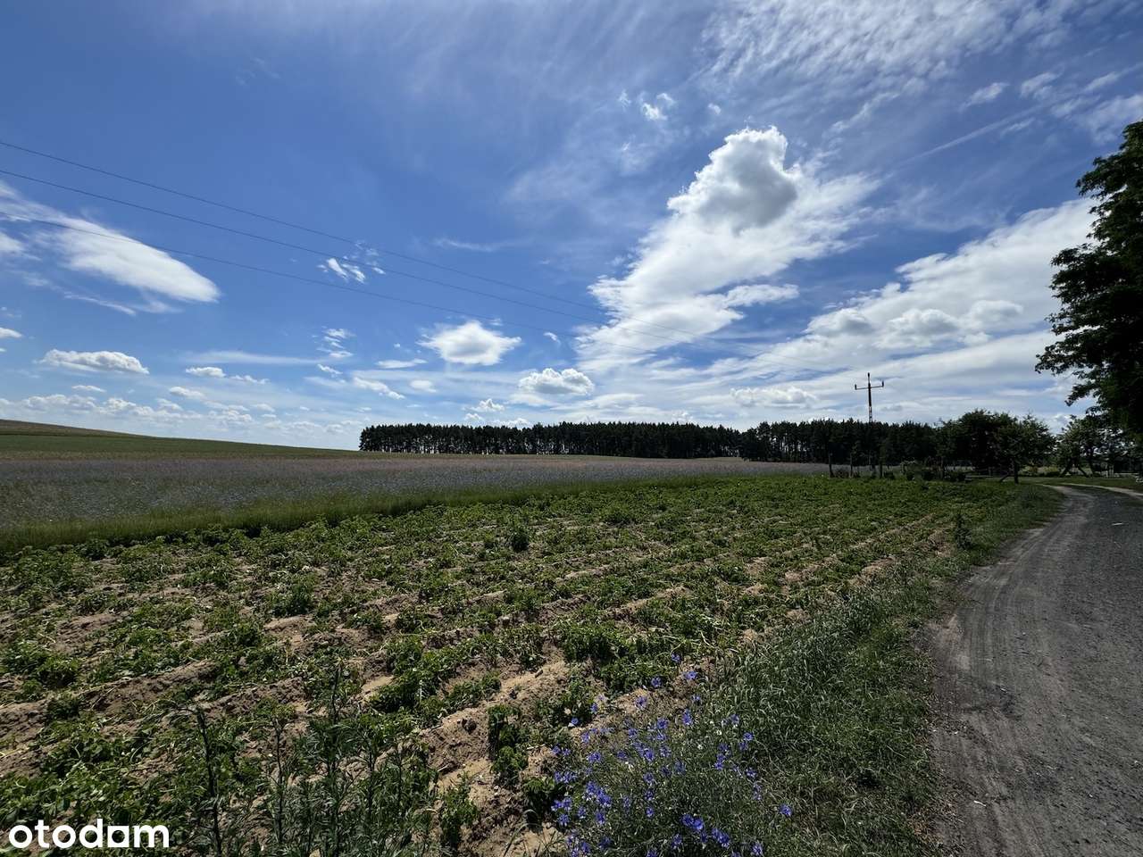 Działka budowlana z własnym lasem i asfaltowym dojazdem, media!-17