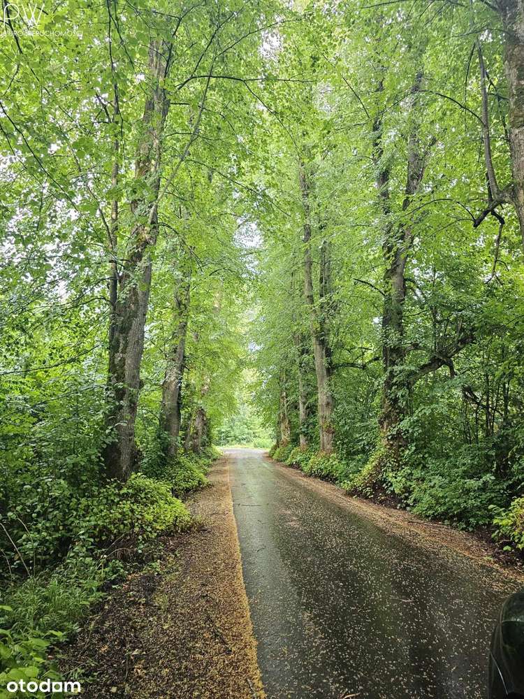 Okazja! Zabytkowy dworek! - Pełny obrazek: 5/14