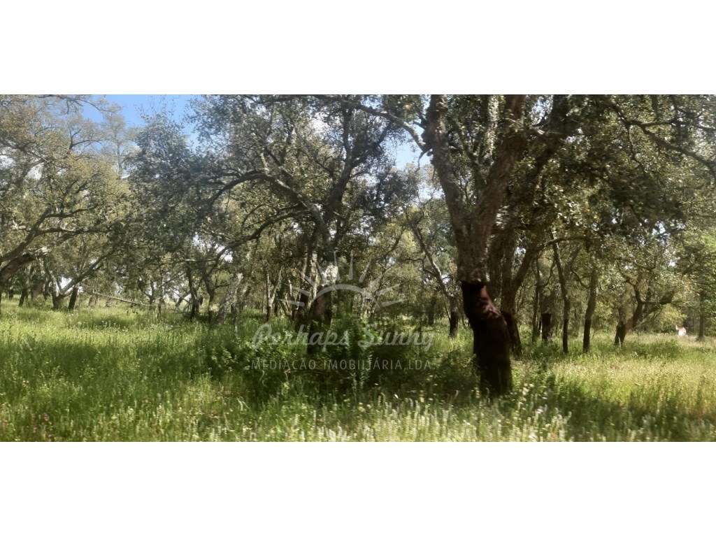Terreno plano - Vista para a Várzea de Alcácer do Sal - Grande imagem: 5/17
