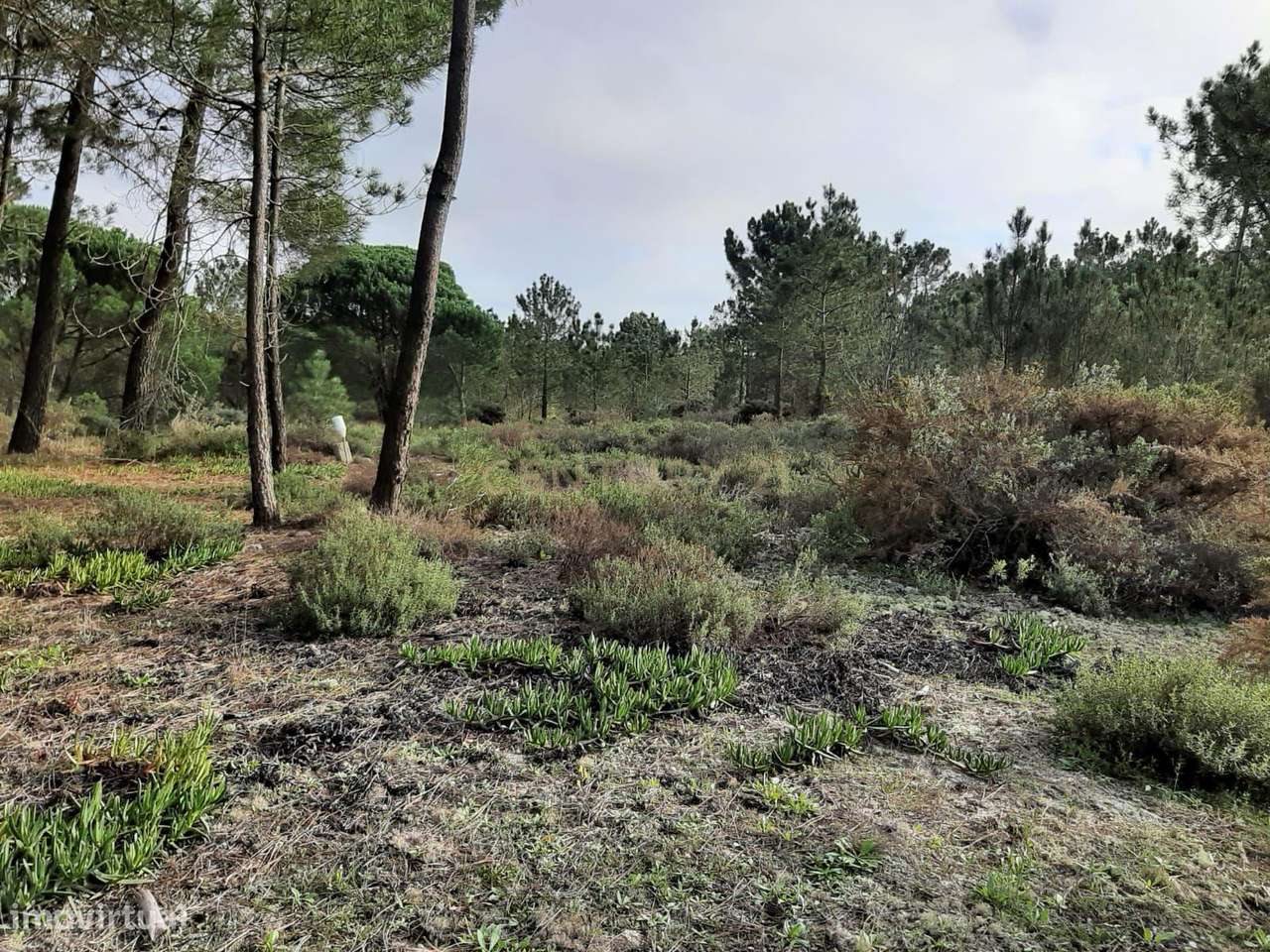 Terreno Fornos- Entre o Meco e Alfarim - Grande imagem: 5/6