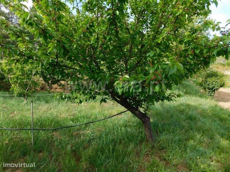 Terreno / Fundão, Alcaide - Grande imagem: 4/20