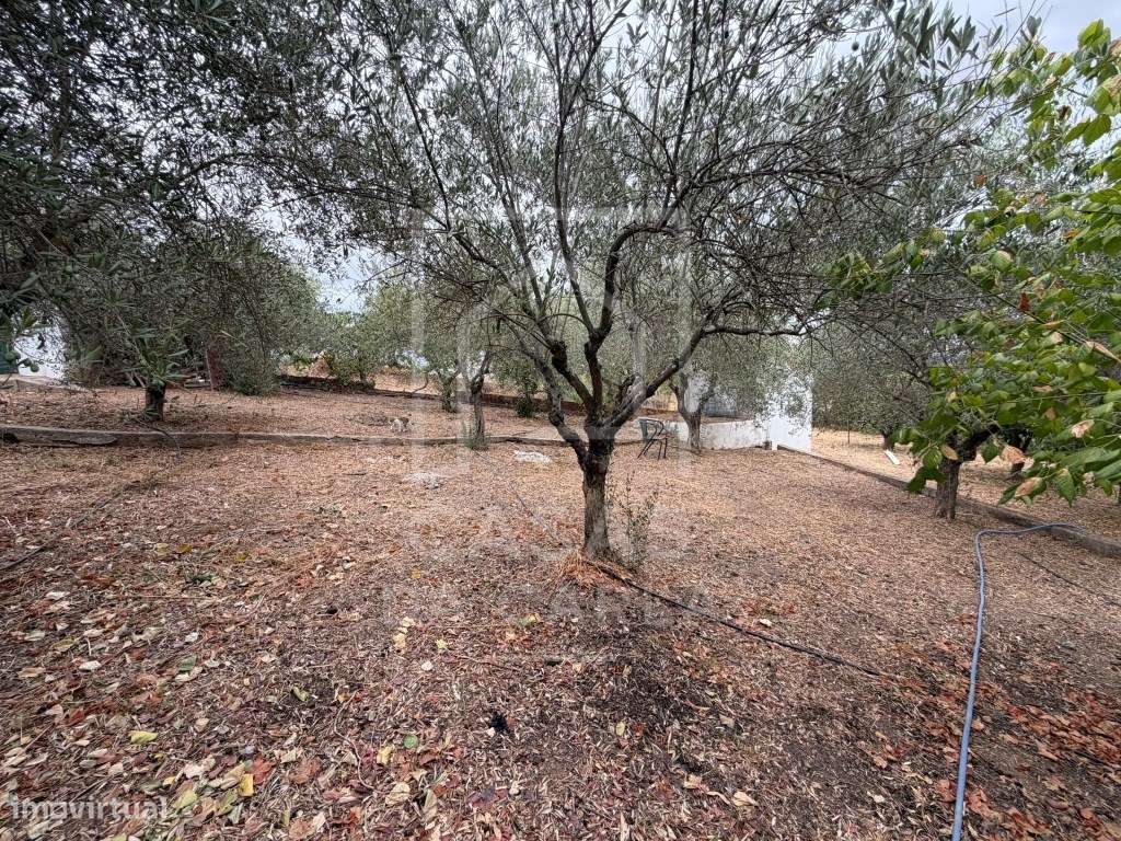 Propriedade T3 com Anexo T1+1 completamente renovada e jardim com 1...-10