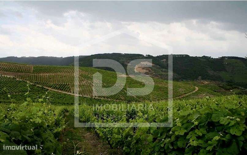 Douro Vinhateiro, Quinta Turística-34