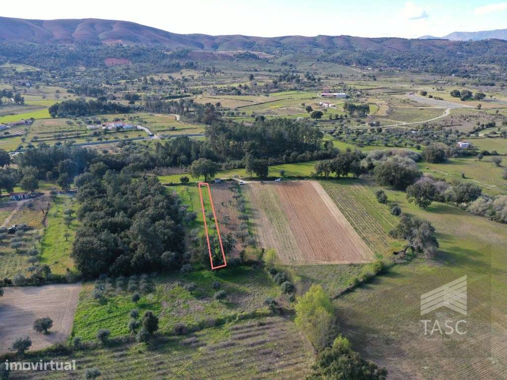 Terreno com Oliveiras no Telhado - Grande imagem: 2/8