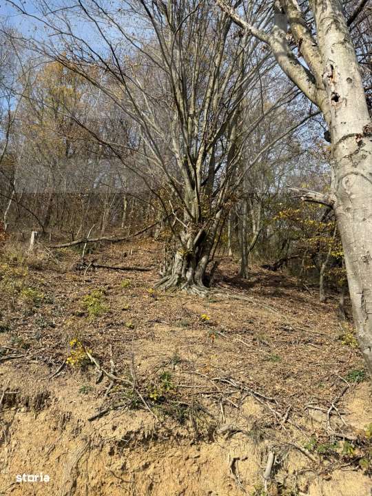 Teren extravilan impadurit, 20424 mp ideal pentru investitie - Imagine principală: 4/5