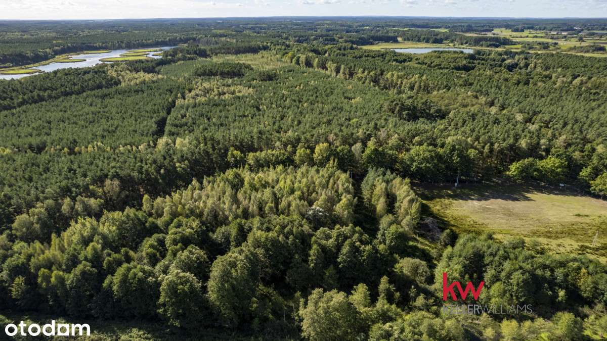 Zalesiona działka rolna Trzciel-Odbudowa - Pełny obrazek: 5/11