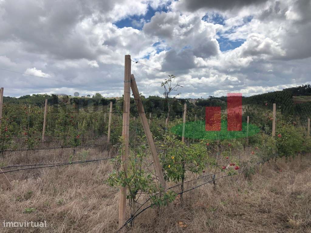 Terreno Rústico com Viabilidade para Armazém Caldas Rainha***RIOMAG... - Grande imagem: 5/9