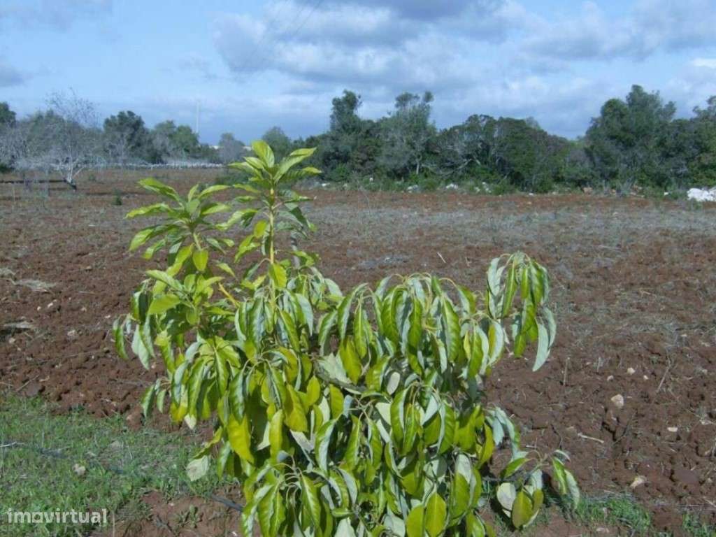 Excelente Terreno Rústico, Completamente Vedado, Guia-Albufeira - Grande imagem: 3/9