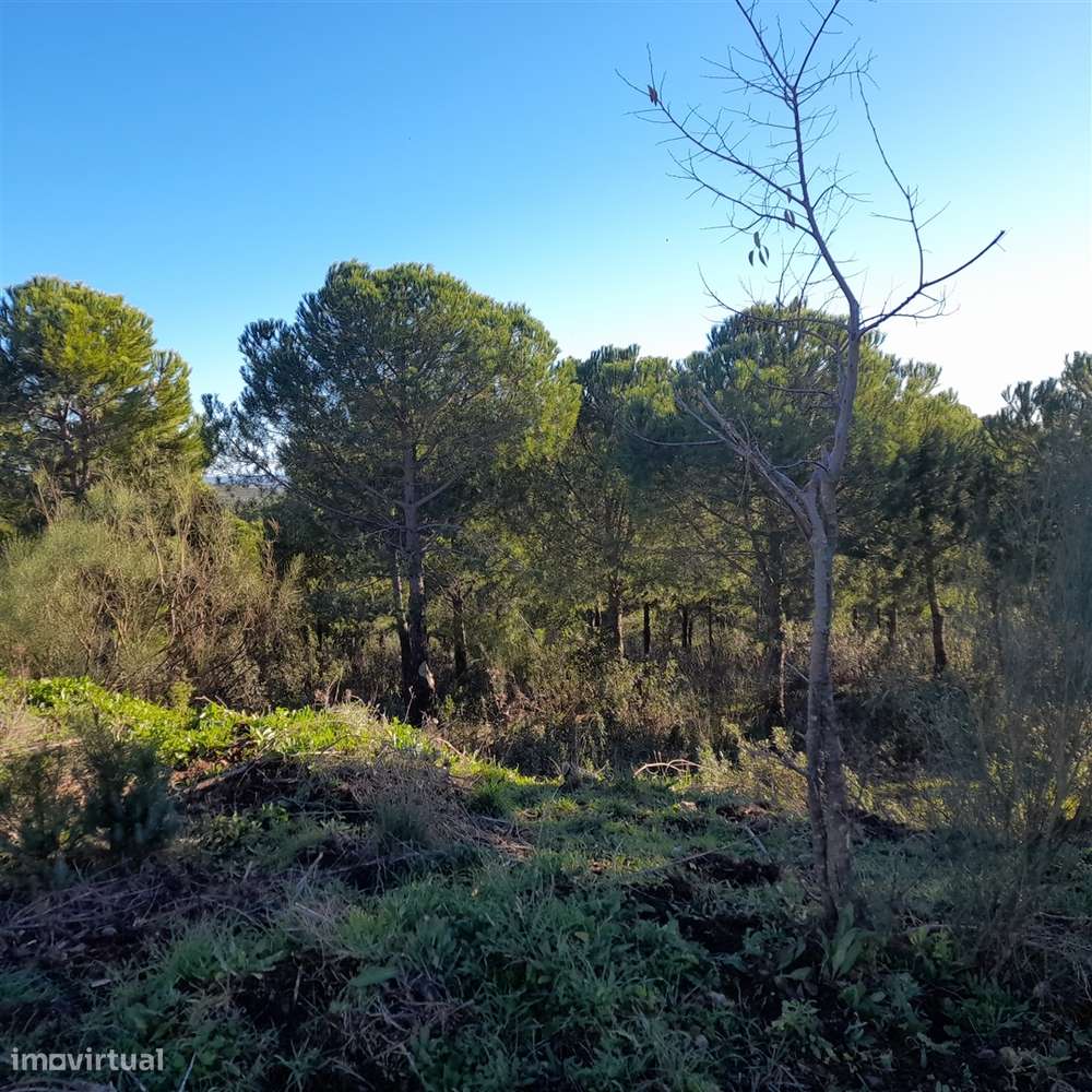 Herdade T5 Venda em Escalos de Baixo e Mata,Castelo Branco-23