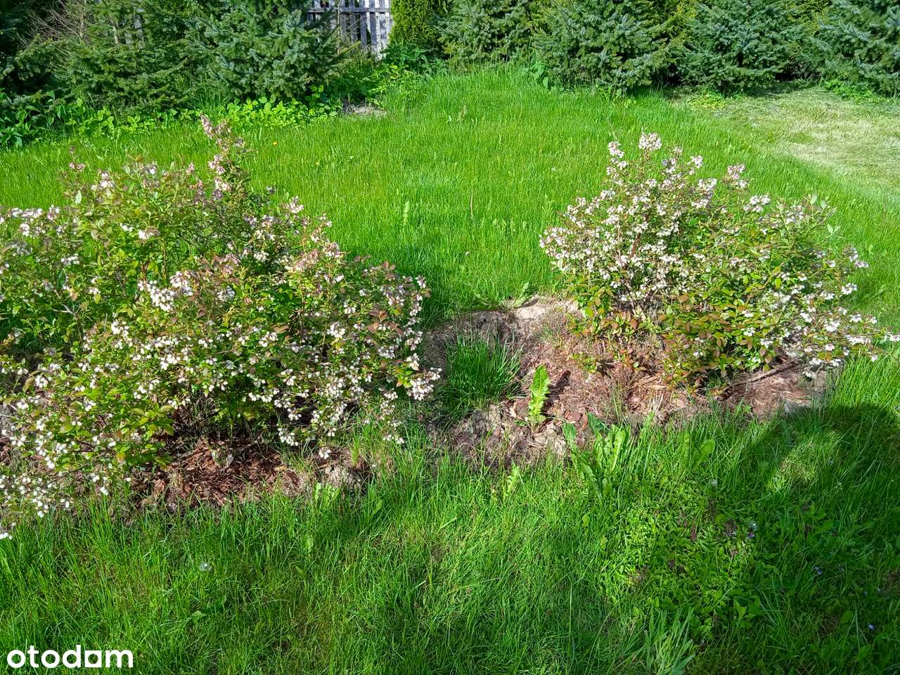 Działka rekreacyjna z drewnianym domkiem - Kończyce Wielkie - Pełny obrazek: 5/13