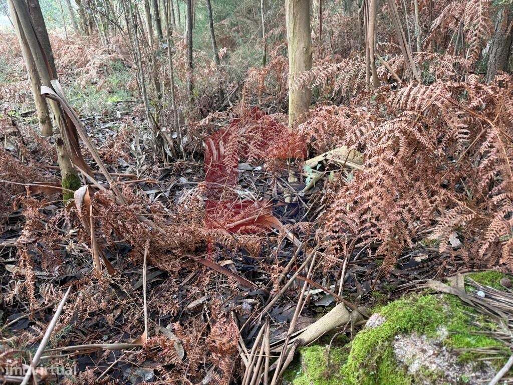 Terreno para construção, Fiscal - Grande imagem: 4/18