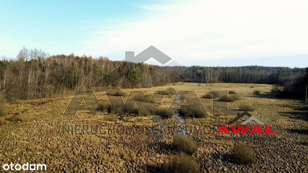 Duża działka rolna w Leśniewie blisko lasu-14