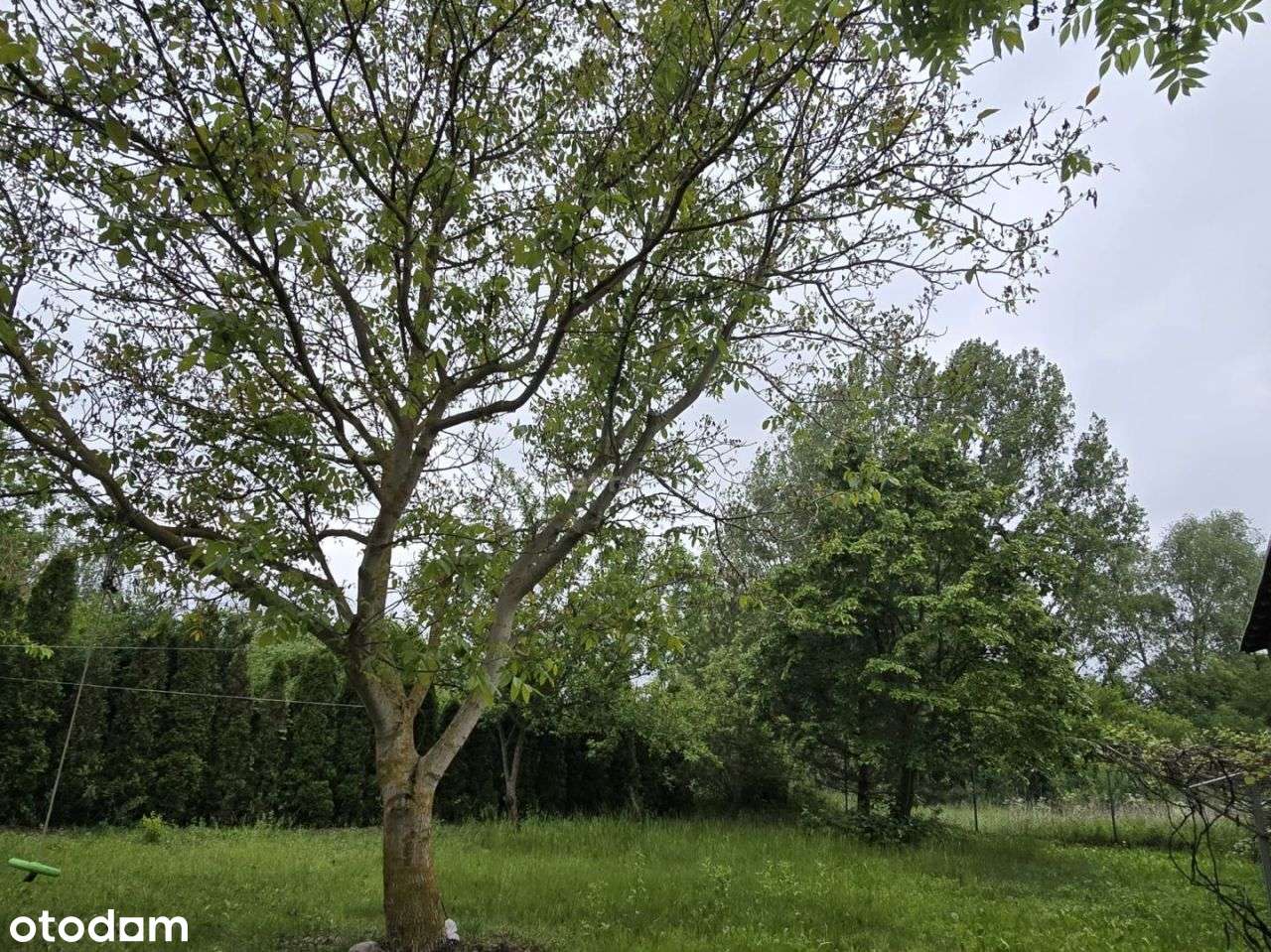 Grunty rolne oraz zabudowania, Rogowo, gm.Lubicz - Pełny obrazek: 5/20