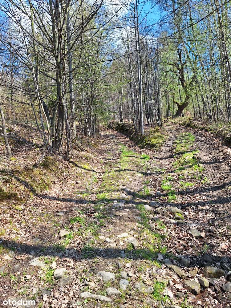 cisza, góry i las...-7