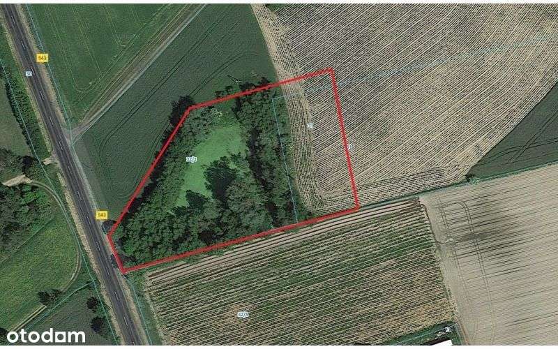 Działka, 6 000 m², Drużyny - Pełny obrazek: 5/5