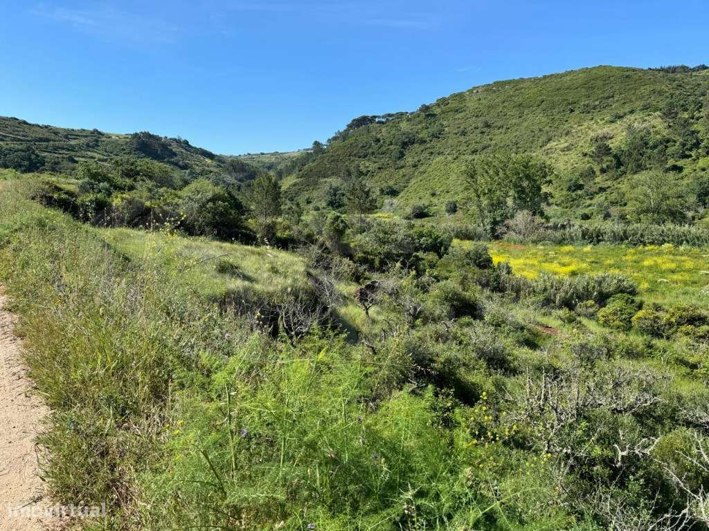 Terreno Rustico com 4250m2, no Carvalhal - Grande imagem: 4/9