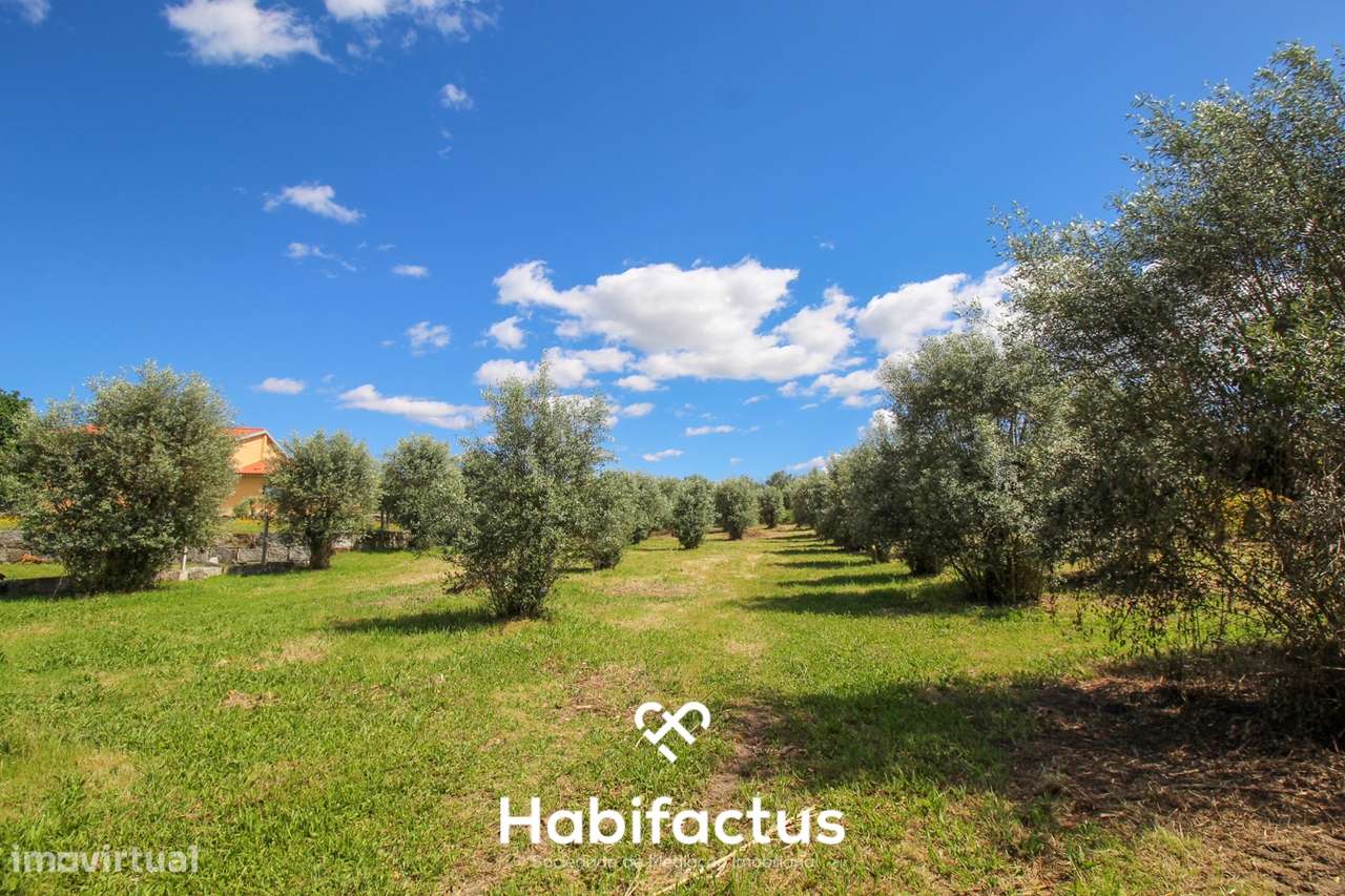 Terrenos à Venda – 6 Hectares em Canas de Senhorim, Nelas - Grande imagem: 4/13