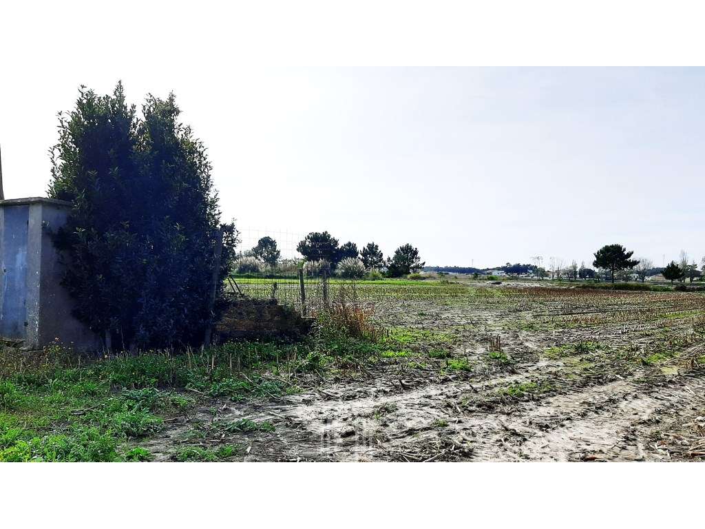 Terreno Rústico - Ovar - Grande imagem: 3/3