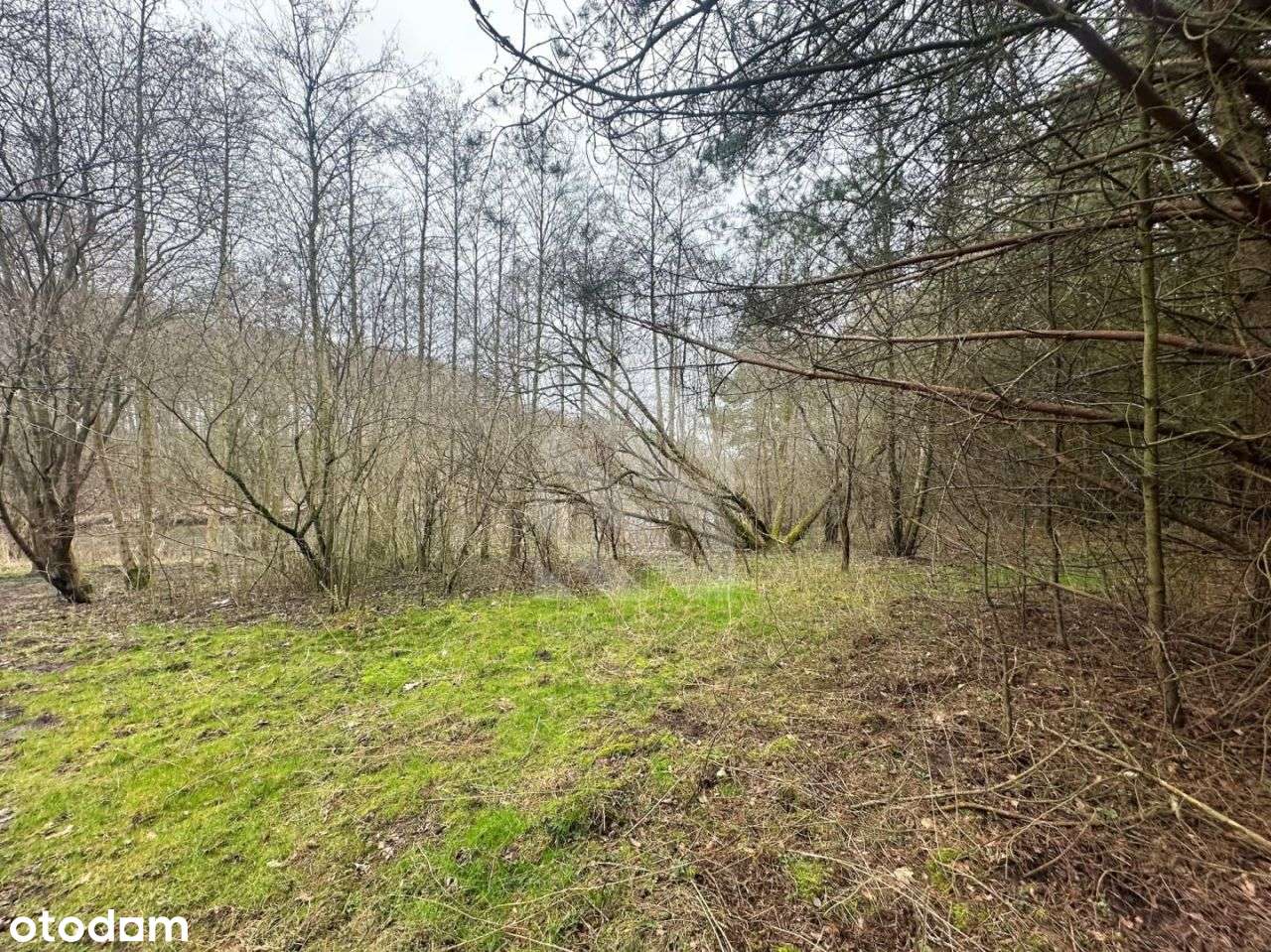 Działka budowlana z linią brzegową Brdy! Piaski! - Pełny obrazek: 2/7