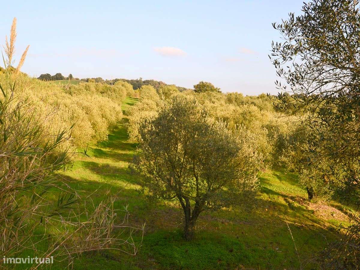 Terreno com 26.720m2 com Vista para o Rio Tejo - Grande imagem: 3/9