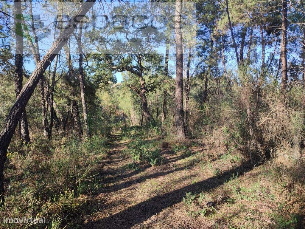 Terreno rústico com sobreiros - Salgueiro do Campo - Grande imagem: 3/9
