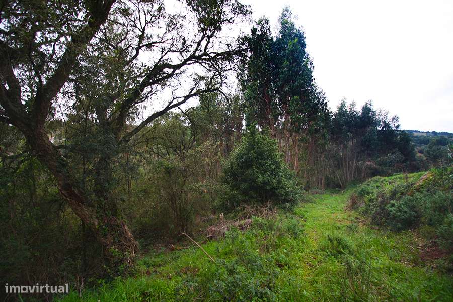 Grande propriedade, com floresta e 2 ruínas, Fraldeu, Óbidos-41