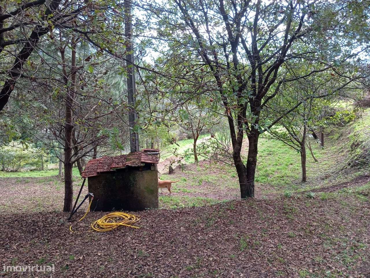 Terreno com viabilidade de construção em Palmaz - Grande imagem: 2/8