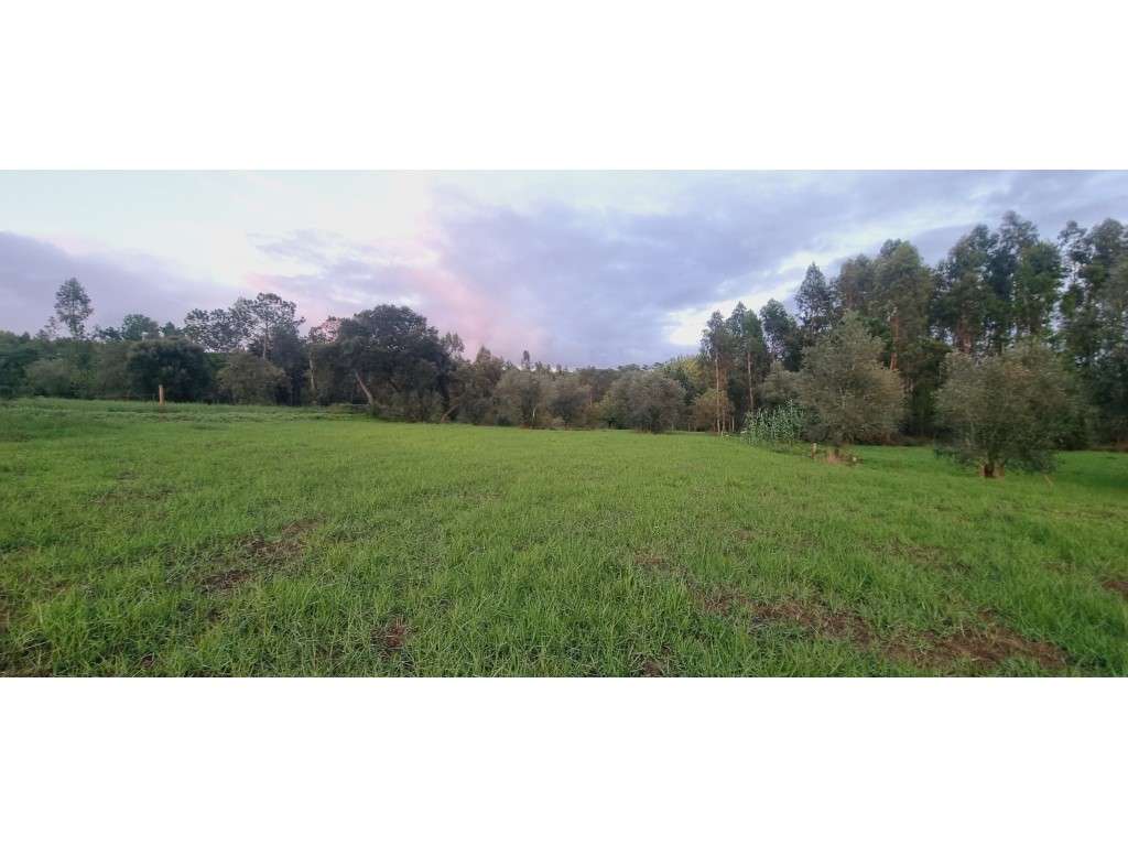 Terreno com 2500m² para construção no Vale da Pedra - Souto da Carp... - Grande imagem: 2/24