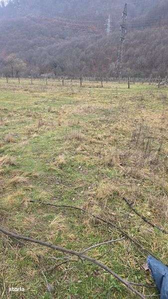 Vand teren intravilan in Pascoaia cu acces din DN  7 A - Imagine principală: 5/6