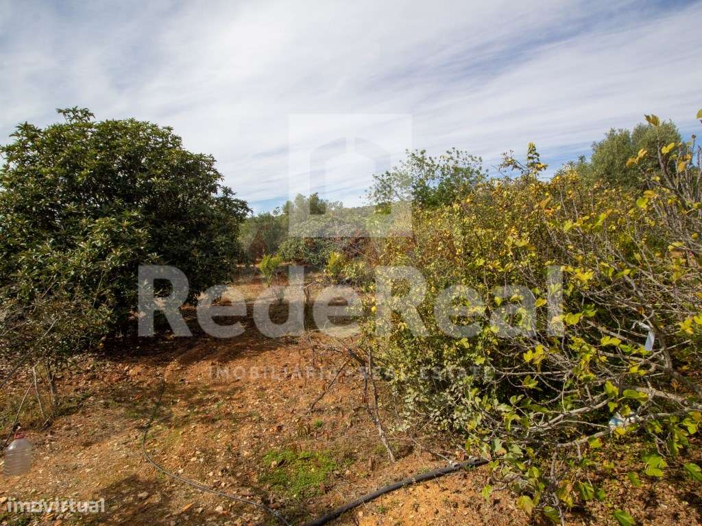 Moradia com 1. 556 hectares com furo e água da rede-16