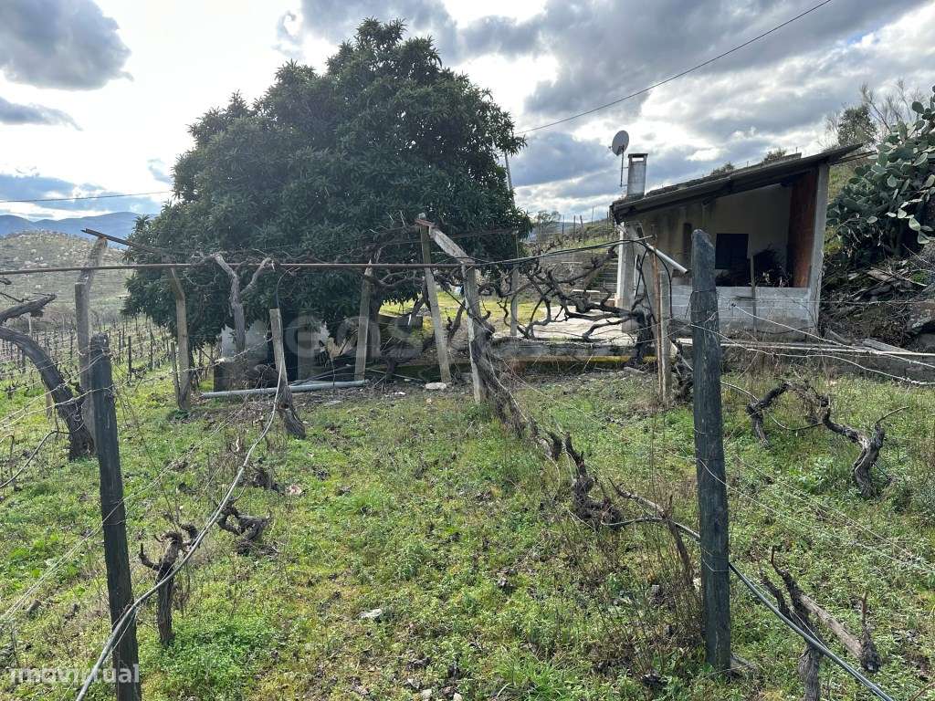 Excelente Terreno Rústico em Poiares com vinha, olival e sobreiros ... - Grande imagem: 5/18