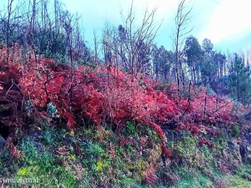 Terreno Rústico / Baião, Baião (Santa Leocádia) e Mesquinhata - Grande imagem: 5/6