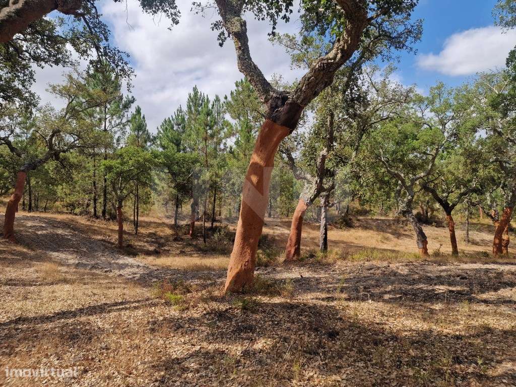 Terreno 14 HECTARES COM SOBREIROS E PINHEIROS-17