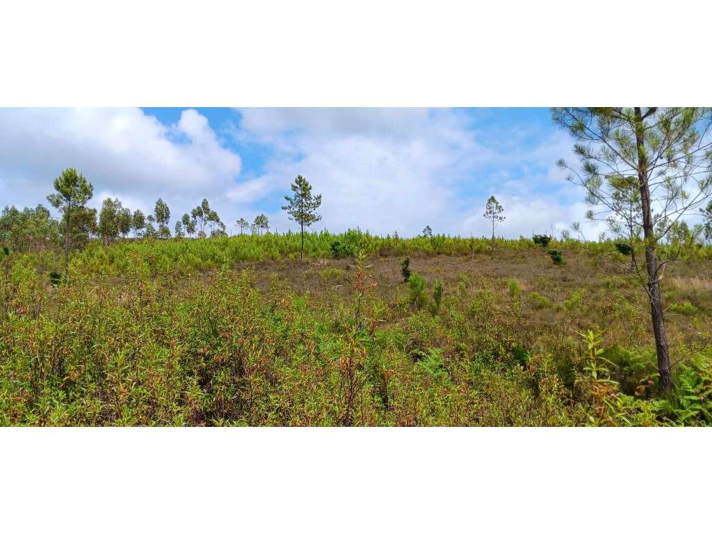 Terreno Rústico com 101.160 m² em Mação - Cabeço da Cruz - Grande imagem: 4/15