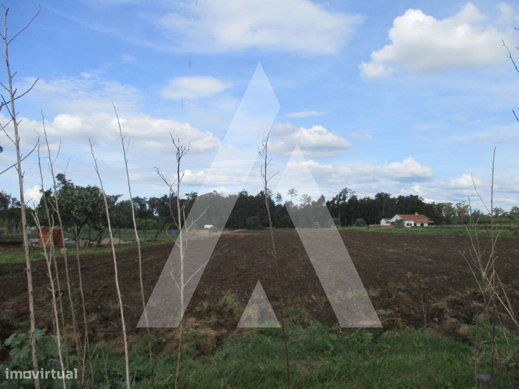 Terreno nos arredores de Oiã - Grande imagem: 5/6