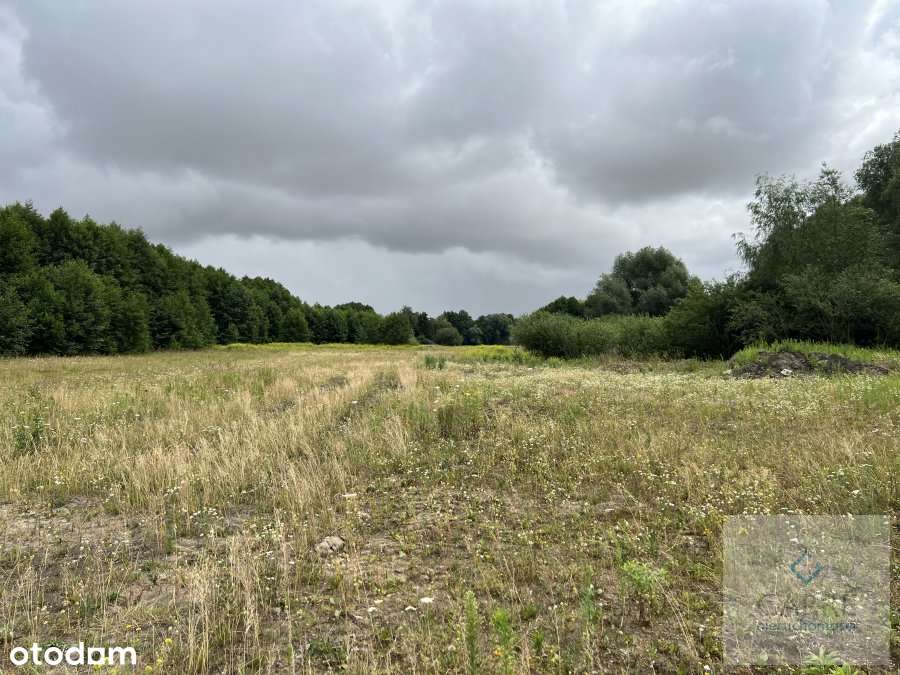 Kompleks działek w Żarowie - Pełny obrazek: 5/6