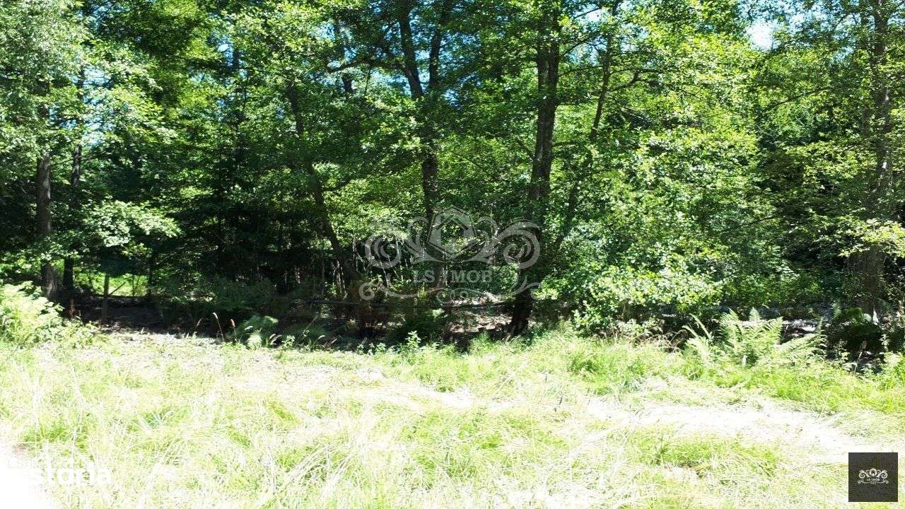 Vand teren si padure conifere in Albestii de Muscel. - Imagine principală: 3/7