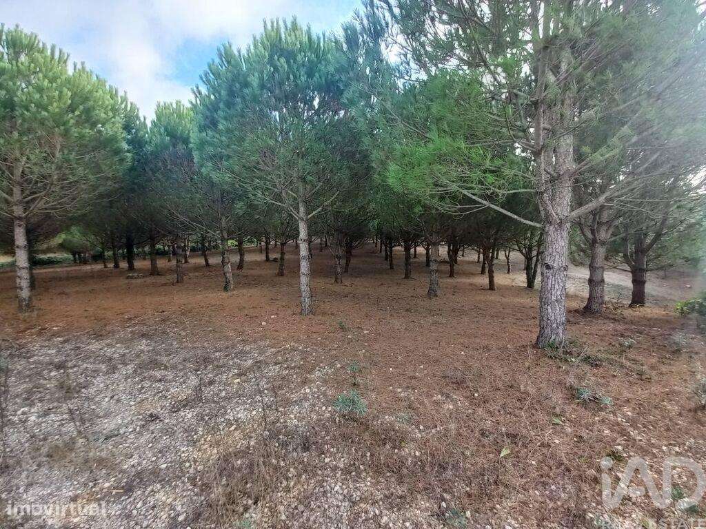 Terreno para construção em Lamas e Cercal de 538,00 m2 - Grande imagem: 4/11