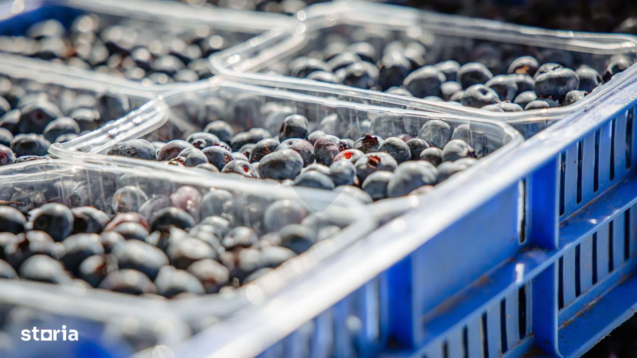 Plantatie de afine la cele mai inalte standarde, de vanzare! - Imagine principală: 4/12