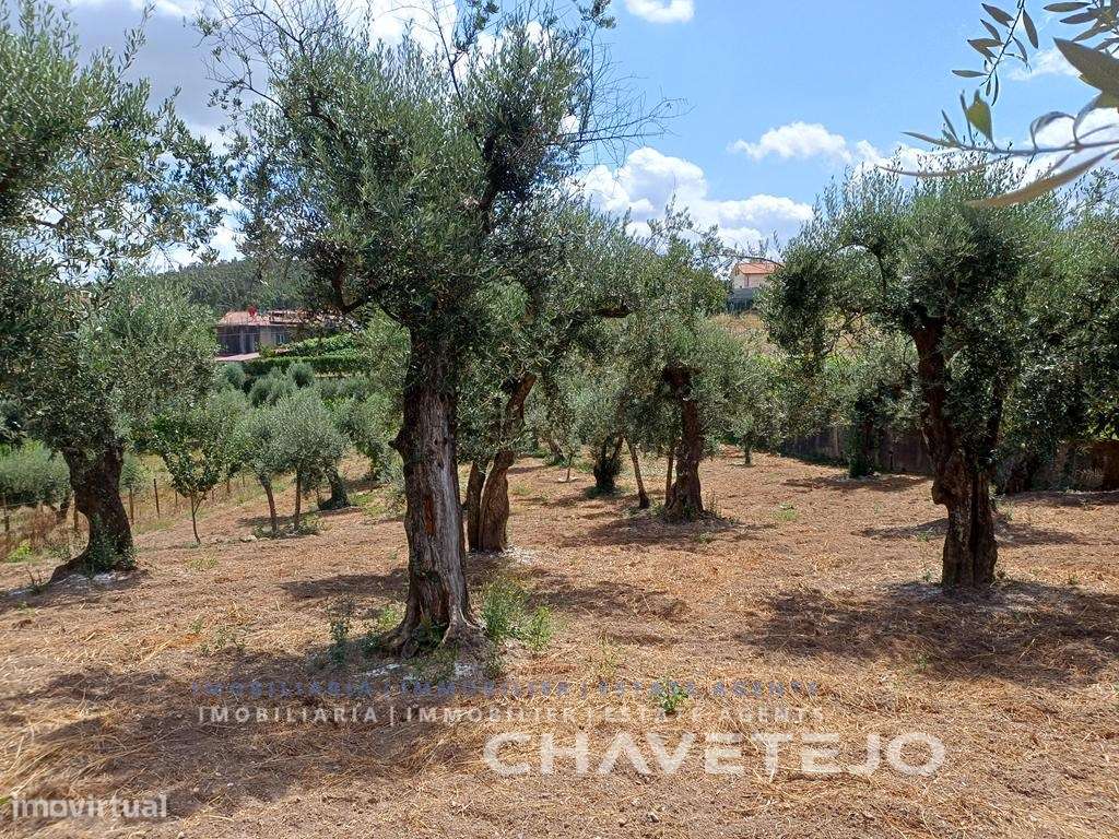 Moradia de Campo com Terreno, Furo de Água e Olival-43