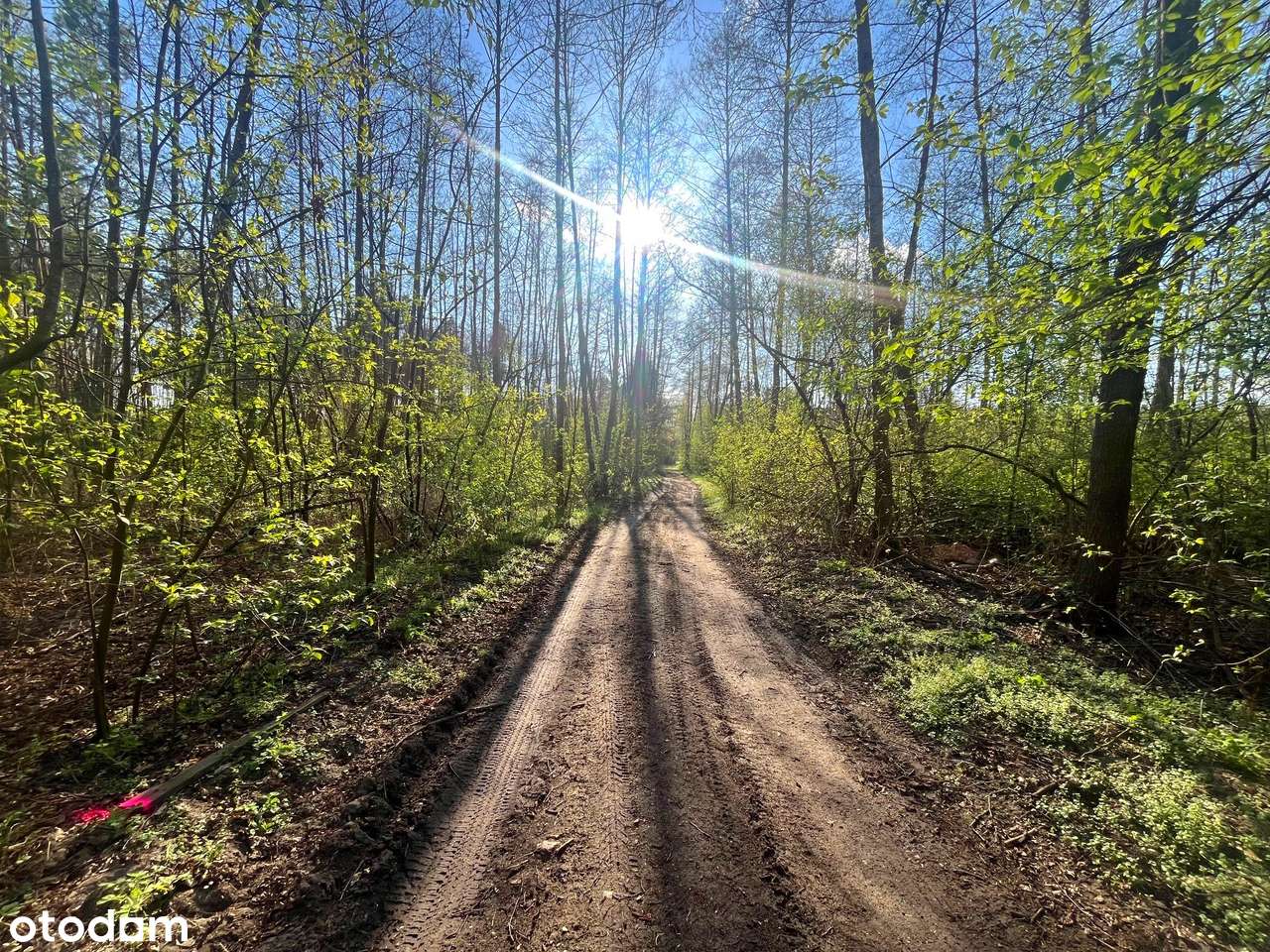 Duranów - działka budowlana pośród lasów-6