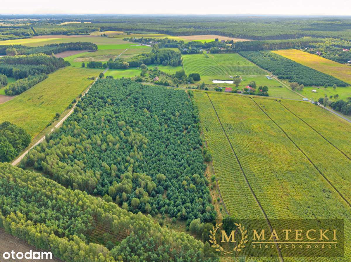 Wyjątkowa, duża działka z drzewami-10