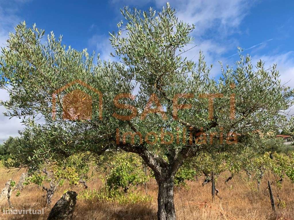 Terreno à venda em Prados - Pinhel-17