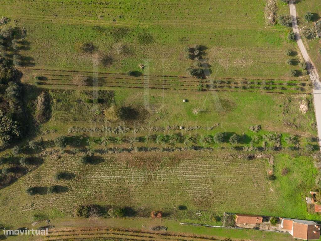 Terreno | Ventosa do Bairro, Mealhada-15
