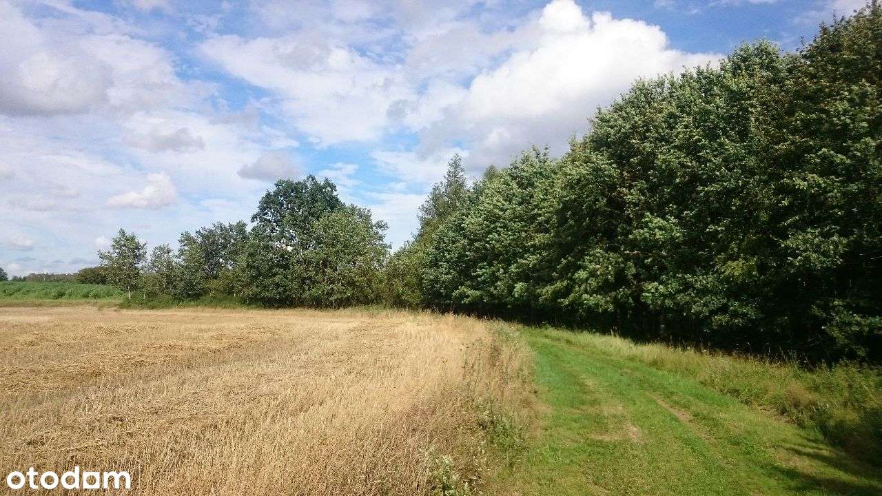 Ładne działki, las, jezioro-Nienawiszcz-PROMOCJA!!-6