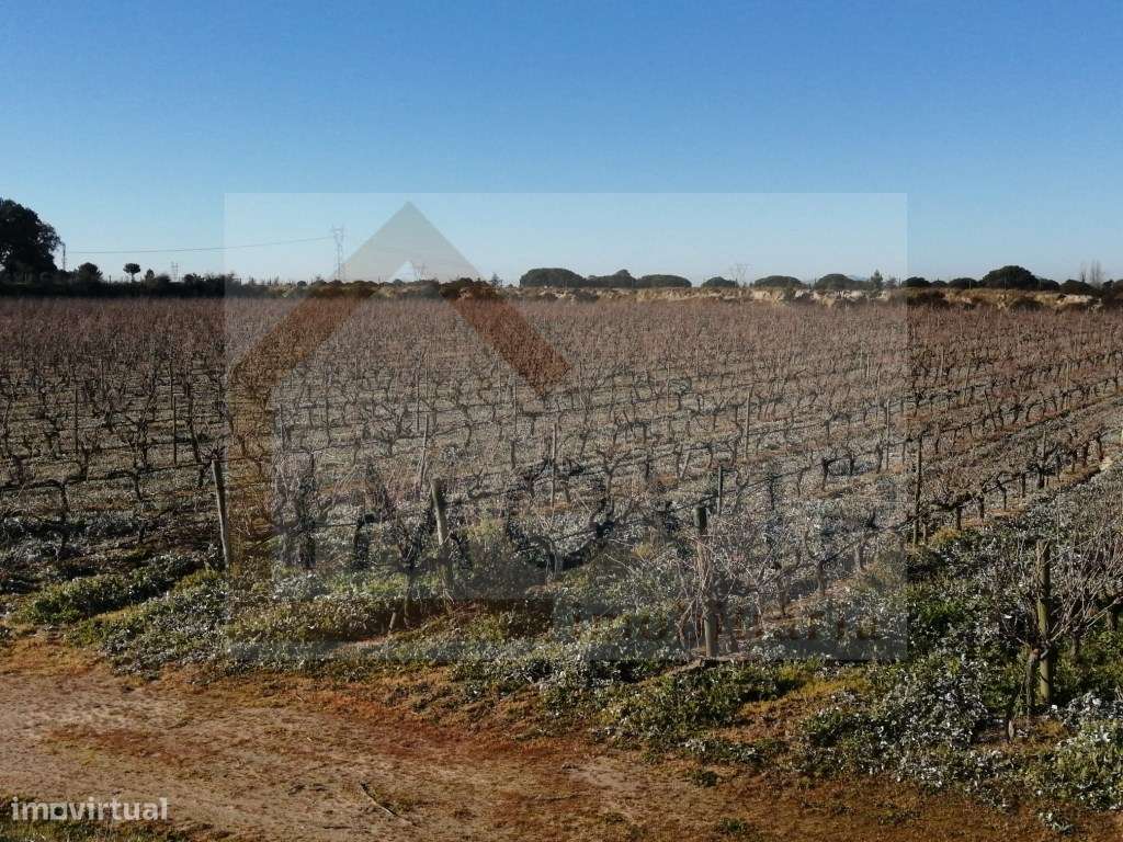 Terreno com vinha de casta Castelão certificada - Grande imagem: 5/9