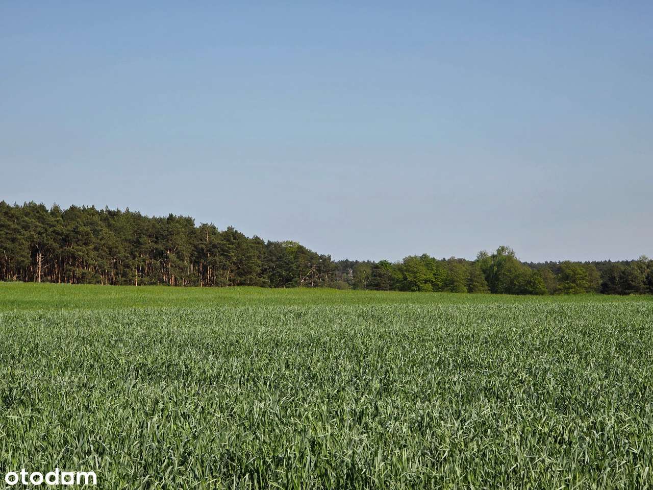 Działka budowlana w Kaszczorze, blisko Jeziora Wieleńskiego - Pełny obrazek: 4/14