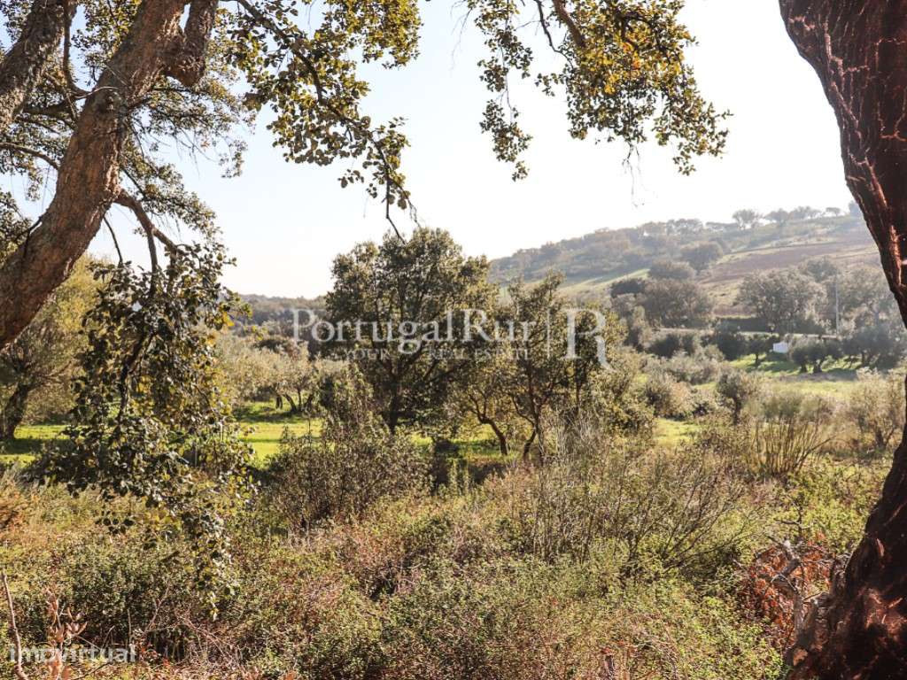 Terreno com uma área total 5.000 m2 - Alandroal - Grande imagem: 2/13